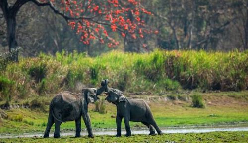 Shillong & Kaziranga 4N 5D Package